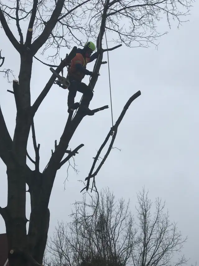 Tree Removal 62863241442433121