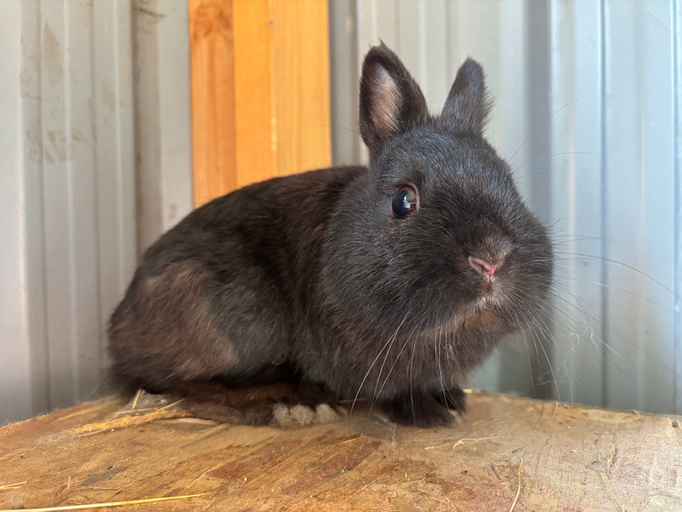Netherland Dwarf Rabbits | Small Animals for Rehoming | Winnipeg | Free ...