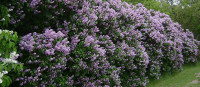 Gorgeous potted and unpotted  Lilac trees for sale