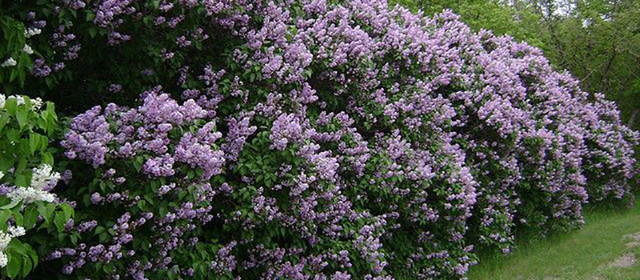 Gorgeous potted and unpotted  Lilac trees for sale in Plants, Fertilizer & Soil in Winnipeg