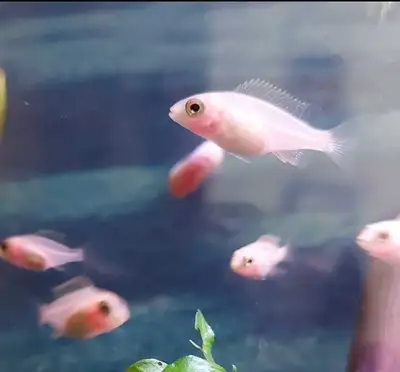 Lots of Juvenile Electric Yellow Lab Cichlids, View more