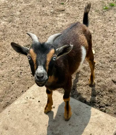 Pair of mini goats, View more