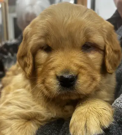 Chiot Golden Retriever prêts 07/08/25 OFA & ADN, View more