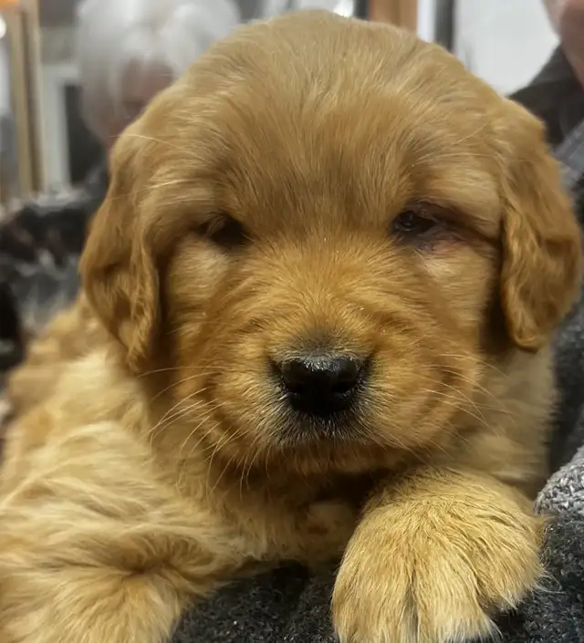 Chiot Golden Retriever prêts 19/07/25 CKC, OFA & ADN in Dogs & Puppies for Rehoming in Laval / North Shore - Image 2