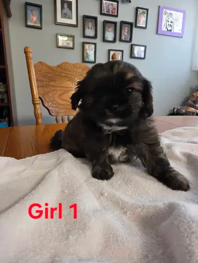 cava-poo puppies, View more