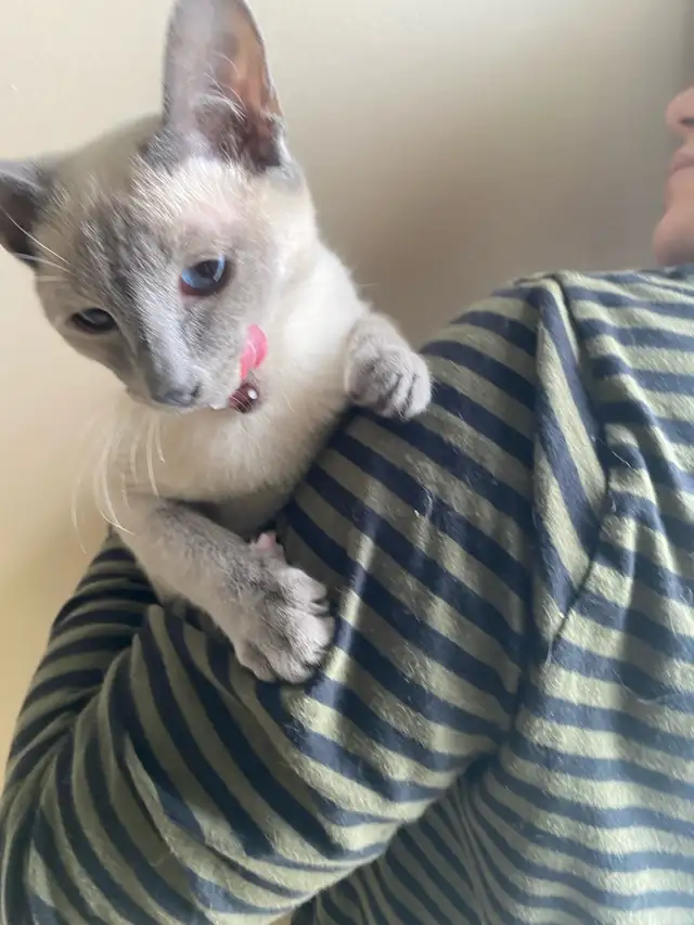Purebred Siamese Kittens (M) - Ready to Go