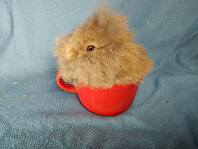 EXTRAORDINARY baby Netherland dwarf, Lionhead, Holland lop bunny in Small Animals for Rehoming in Kingston - Image 4