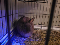 Rabbit to rehome for free