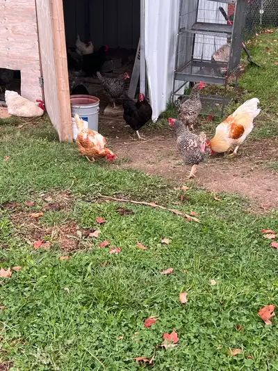 HENS AND ROOSTER FOR SALE MULTI BREEDS AND ARE LAYING , View more