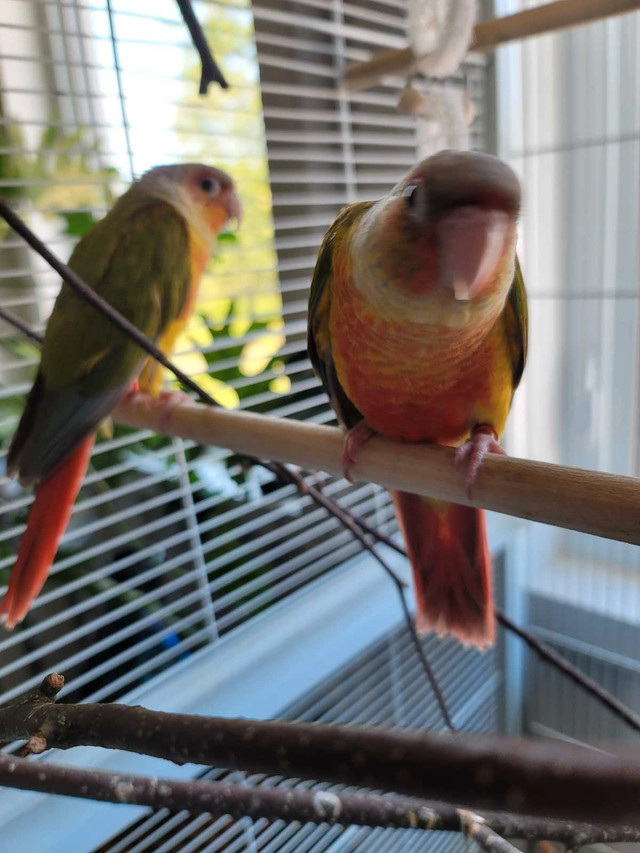 Bébés conure pineapple à nourrir VENDU dans Oiseaux à adopter  à Laurentides