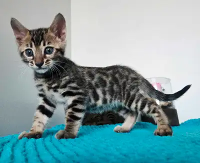 Chatons Bengal Pure Race, View more