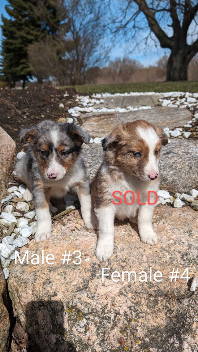 Australian Shepherd Border Collie Cross Puppies for Sale - Ready in Dogs & Puppies for Rehoming in Kitchener / Waterloo - Image 2