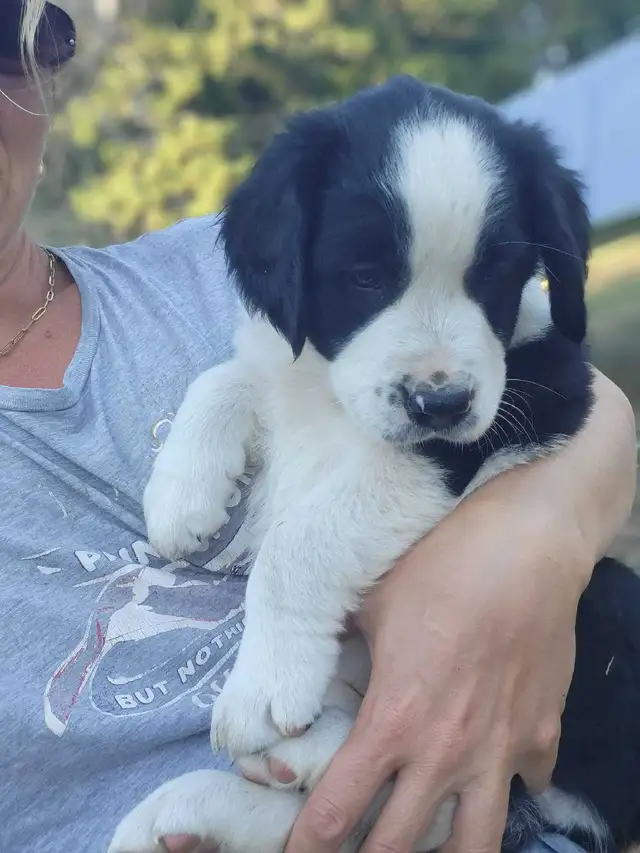 Puppies puppies! in Dogs & Puppies for Rehoming in Sudbury - Image 2