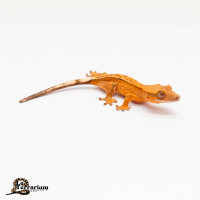 Gecko à crête - Yellow harlequin partiel pinstripe