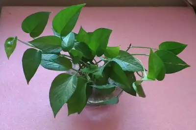 Pothos (Devil's Ivy) in Water, View more