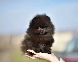 Black Pomeranian male puppies, View more