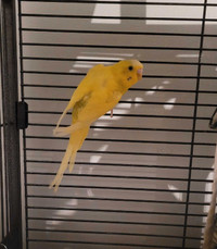Budgie to rehome