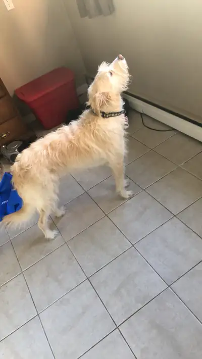 daycare/boarding, View more