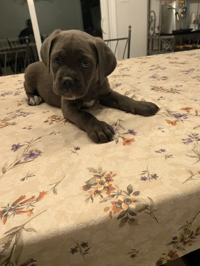 Cane Corso pups,, gray, blue, brindle , formentino in Dogs & Puppies for Rehoming in Markham / York Region - Image 16