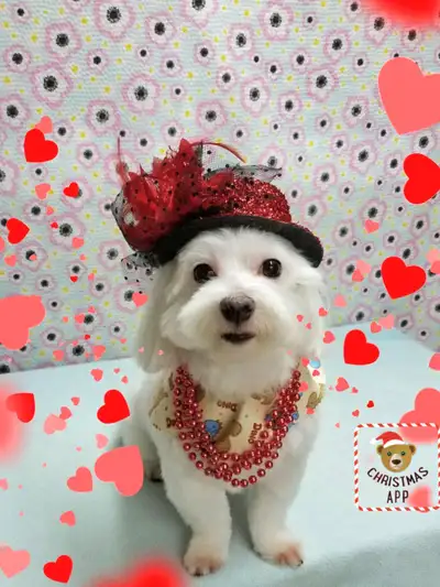 Love dogs 101 Professional dog grooming, View more