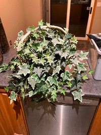 Hanging / sitting artificial plants for $20 each O.B.O.