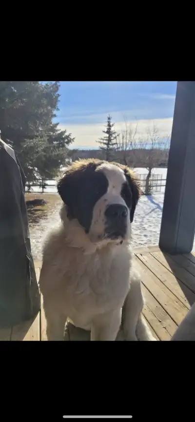 11 month old St Bernard, View more