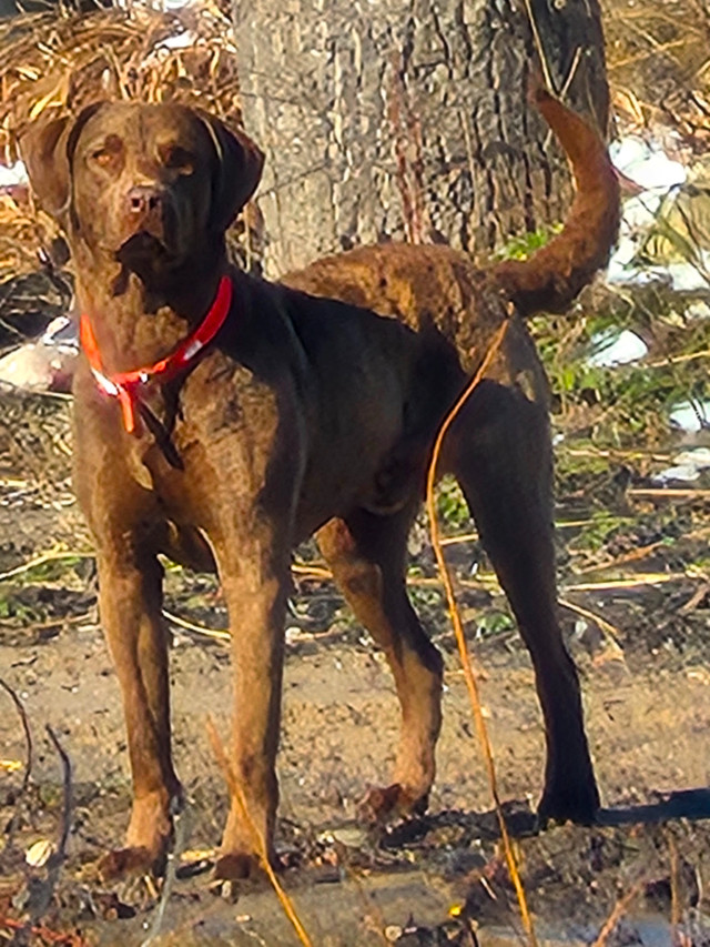 Chesapeake Bay Retriever Puppies Working Line in Dogs & Puppies for Rehoming in Barrie