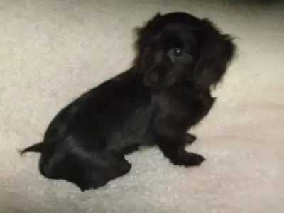 Chiweenie. 3/4 Mini Long Haired Dachshunds- 1/4 Long Haired Chih, View more