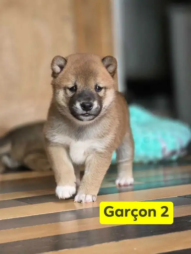 Shiba inu reste 1 male 1 fem pour reservation in Dogs & Puppies for Rehoming in Drummondville - Image 3