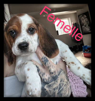 Chiot Femelle Beagle de 9 semaines PRÊTE À PARTIR AUJOURD’HUI