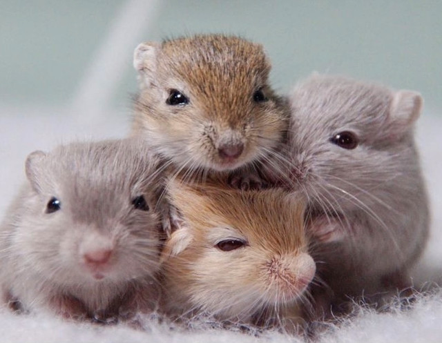Beautiful, Healthy, Ethically-Bred Gerbils for Sale in Small Animals for Rehoming in Winnipeg - Image 2