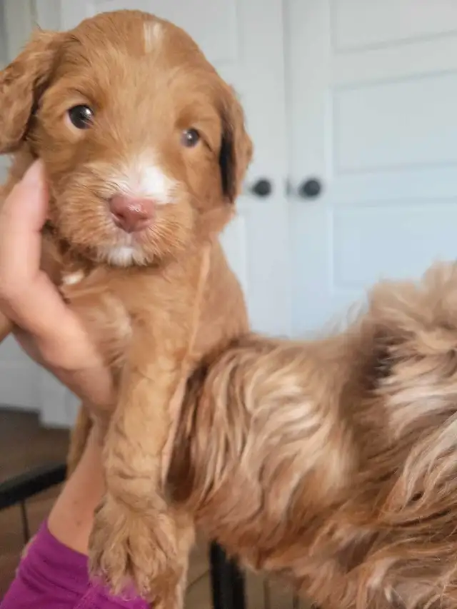 Reserve your mini Goldendoodle today! go home date end of July in Dogs & Puppies for Rehoming in Gatineau - Image 4