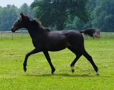 Trakehner mare bred to warmblood stallion- dressage lines, View more