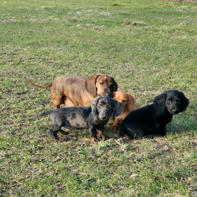 Dachshund Pups in Dogs & Puppies for Rehoming in Vernon