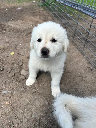 Maremma puppies, View more