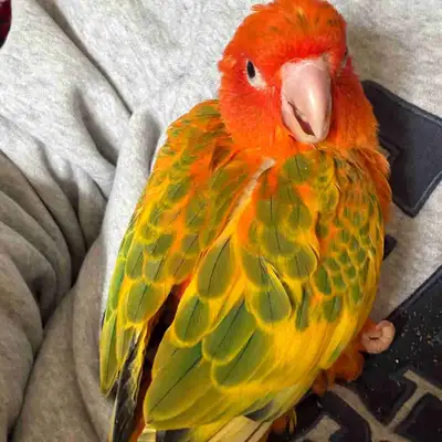 Red pied sun conure and split pied, View more