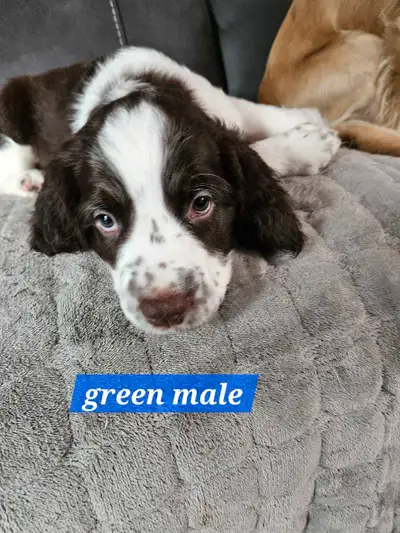 1 springer spaniel puppy left, View more