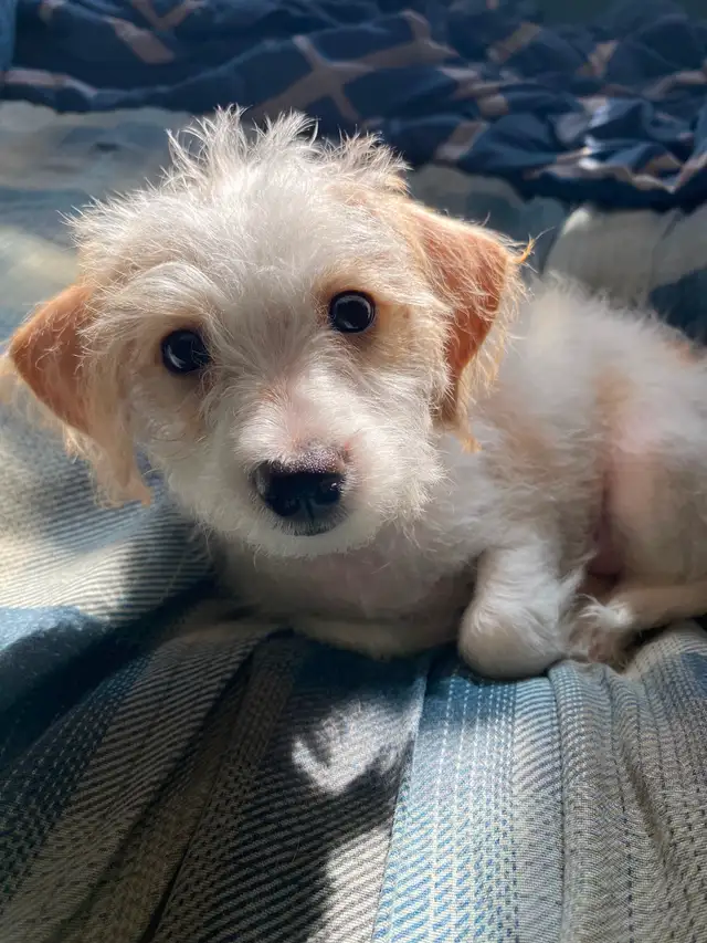 2 female puppies for sale in Dogs & Puppies for Rehoming in City of Toronto - Image 3