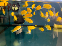 yellow lab cichlid for sale at TT pets