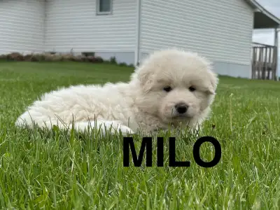 Great Pyrenees/Alaskan Malamute Puppies, View more