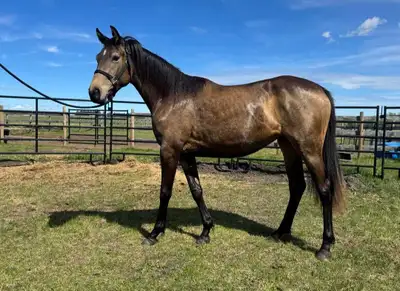 2024 Buckskin Warmblood Filly, View more