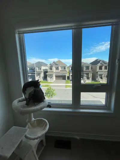 Reliable pet sitter- New house with large windows, View more