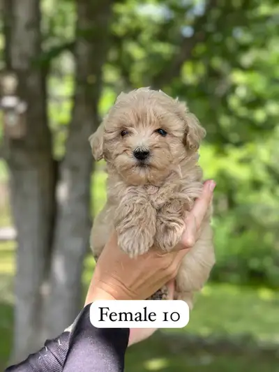 Mini Goldendoodle Puppies for Sale, View more