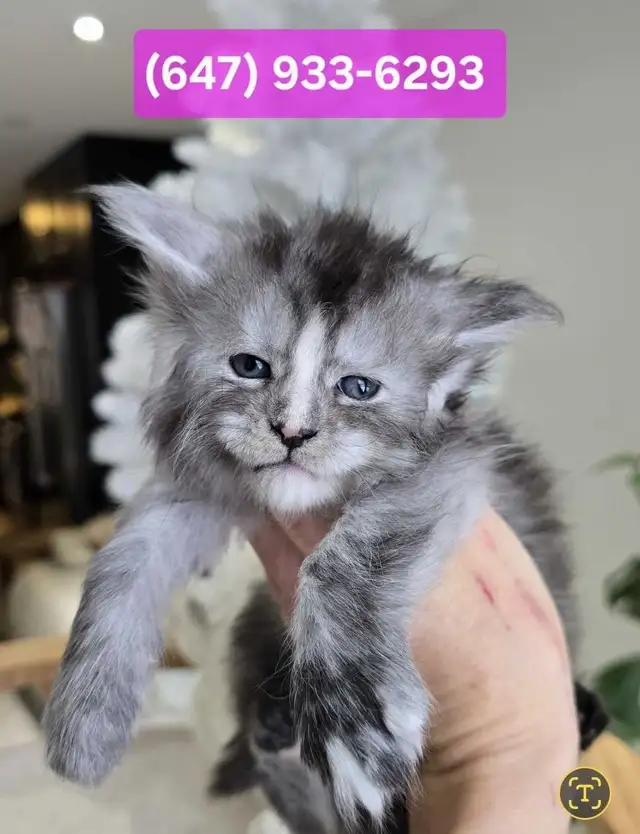 ADORABLE MAINE COONS  XL registered