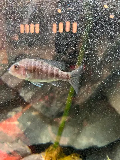 Female cichlids, View more