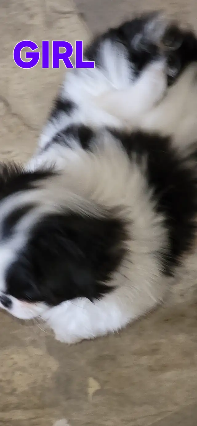 JAPANESE CHIN in Dogs & Puppies for Rehoming in Calgary - Image 4