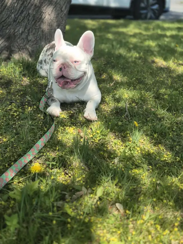 Recherche familles d'accueil pour bouledogues français in Dogs & Puppies for Rehoming in Longueuil / South Shore - Image 10