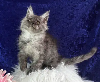HUGE DISCOUNT! TICA Registered European Maine Coon Kittens!, View more
