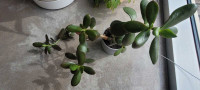 Two shoot Jade plant 13"x 27" in IKEA NYPON 4"x4" grey pot