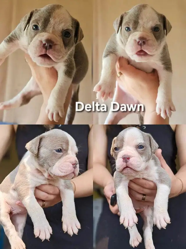 Fallling Pine Olde English Bulldogge Puppies Ready August 16th in Dogs & Puppies for Rehoming in Edmonton - Image 6